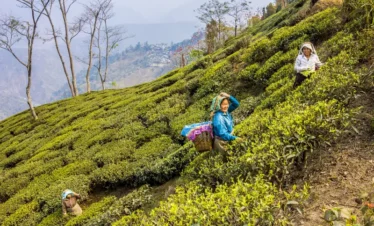 darjeling Family Tour Packages