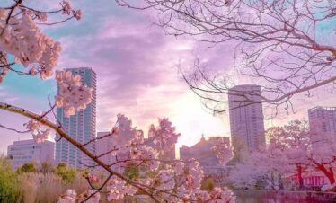 japan cherry blossom