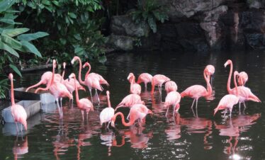 singapur flamingo